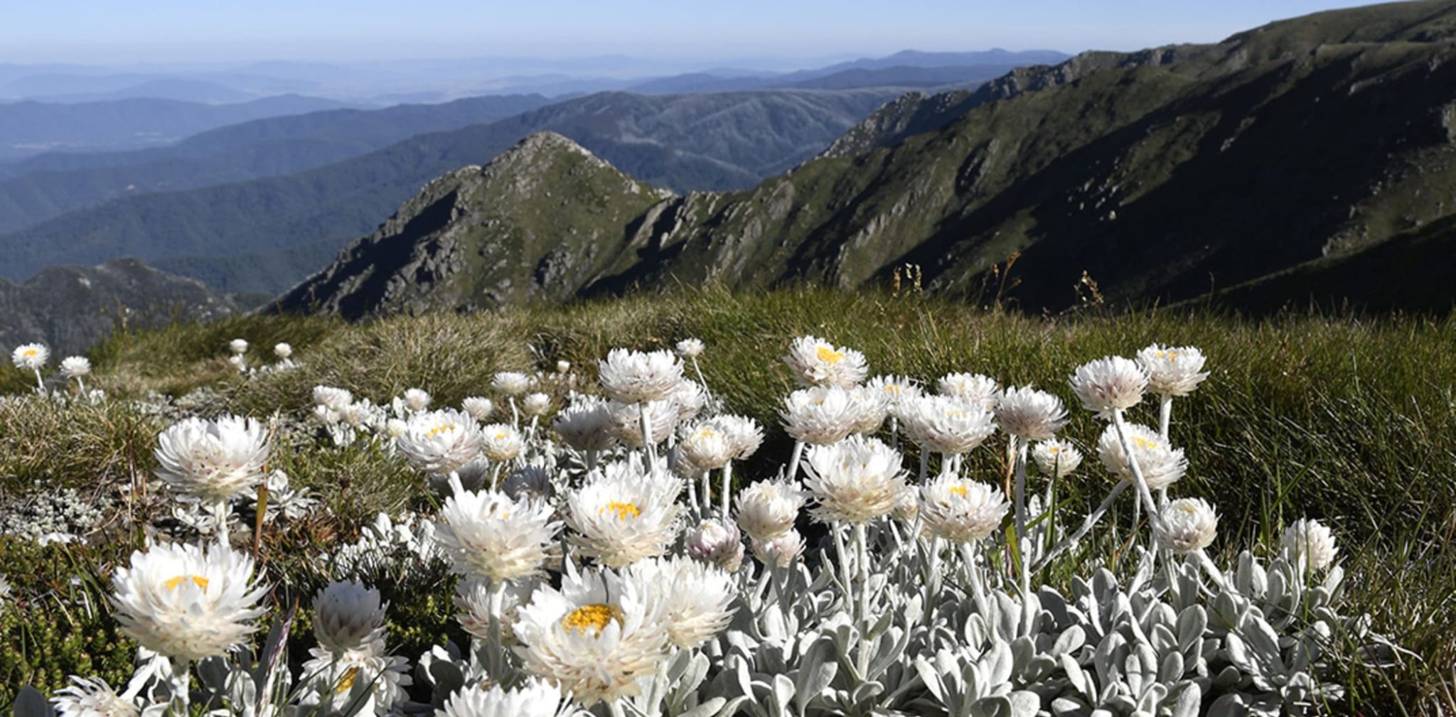 Snowy-Daisies-2048x1009.jpg